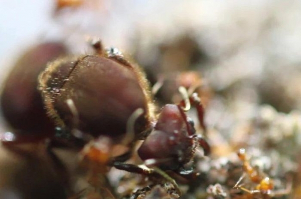 Côn trùng kỳ lạ biết canh tác nông nghiệp trước nhân loại cả triệu năm