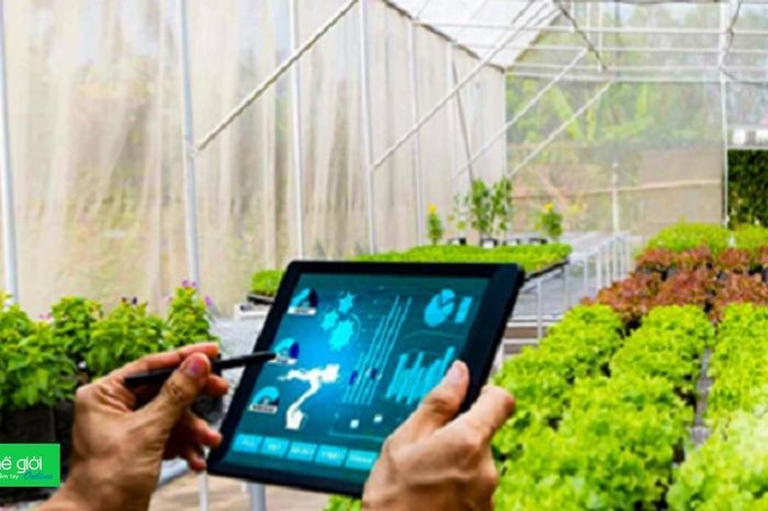 Hướng tới kinh tế nông nghiệp đô thị bền vững: Từ mã số vùng trồng đến AI dự báo dịch hại