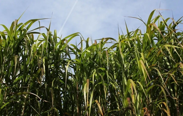 Hướng đi mới cho công nghiệp sinh học từ cây cỏ voi