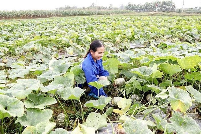 Trồng bí giống lấy hạt - hướng làm giàu của nhiều nông dân xã Yên Ninh