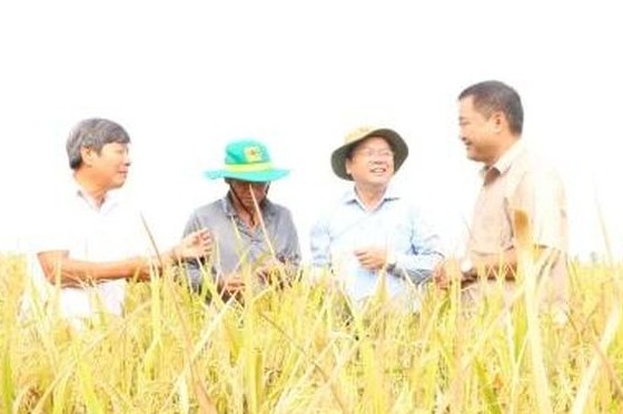 Mỹ Thọ phát huy hiệu quả từ mô hình Sản xuất lúa chất lượng cao, phát thải thấp