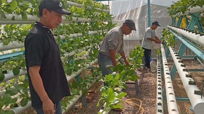 Thủy canh thông minh kết hợp năng lượng mặt trời lan tỏa tại các khu đô thị Malaysia