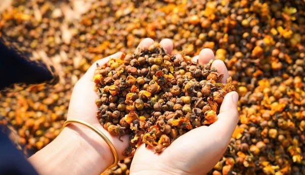 Nụ trà ủ mật lên hương