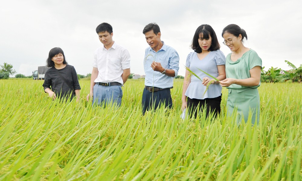 Công nghệ sinh học cải thiện chất lượng nguồn giống