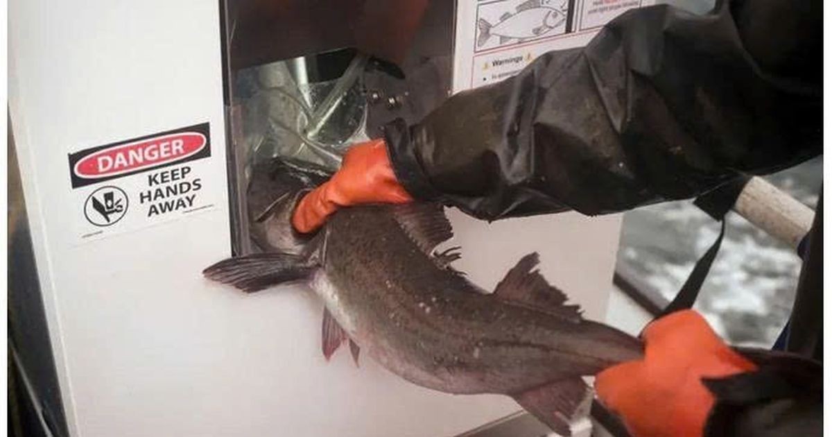 Robot AI mổ cá siêu tốc: 7 giây/con, tươi ngon "chuẩn" Nhật