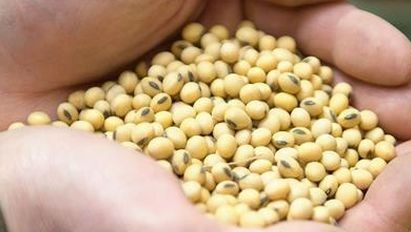 Sức nóng từ Trung Đông, giá nông sản thế giới tăng vọt