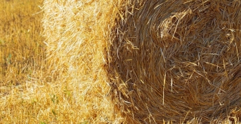 Từ rơm rạ đến nguyên liệu sinh học: Cuộc cách mạng xanh trong xử lý phế phẩm nông lâm nghiệp