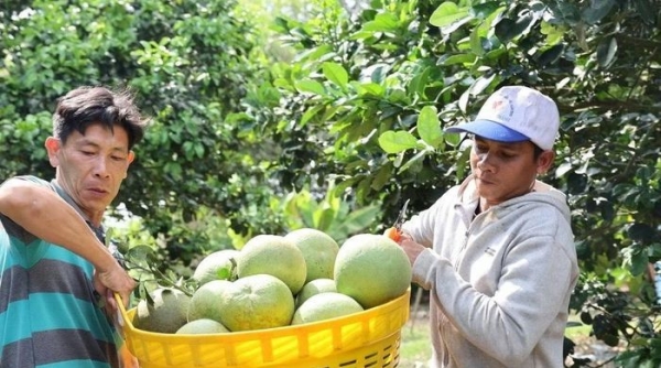 Bưởi da xanh Sông Xoài hướng đến mục tiêu xuất khẩu 5.000 tấn