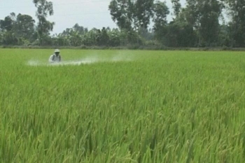 Vĩnh Long: Đẩy mạnh phát triển vùng chuyên canh lúa chất lượng cao, phát thải thấp