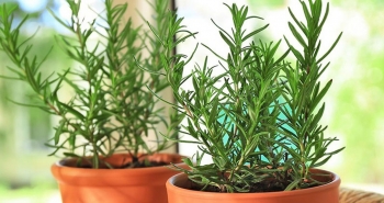 3 cây trồng trong nhà đuổi muỗi hiệu quả