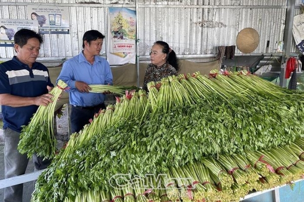 Vững sinh kế từ rau cần nước