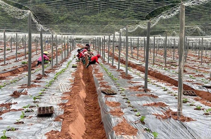 Giữ đất bằng cách làm mới