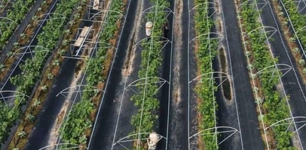 Nông nghiệp Hà Nội tăng tốc, hướng mục tiêu tăng trưởng 3,6%