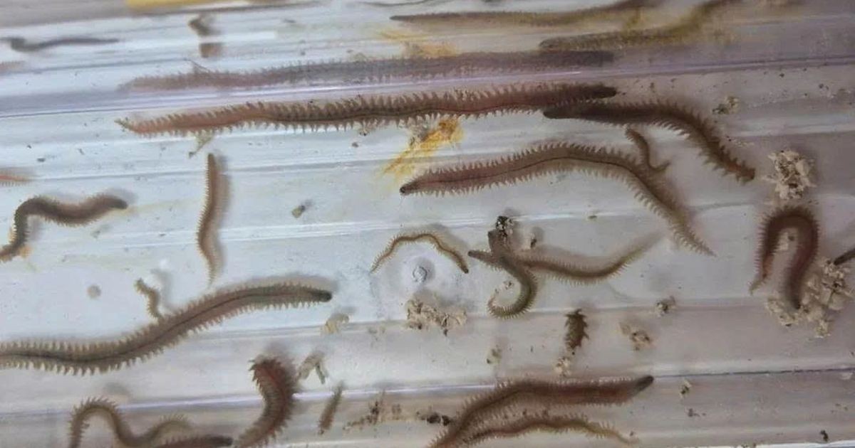 Từ phế phẩm cá hồi đến nguồn đạm xanh cho nuôi trồng thủy sản