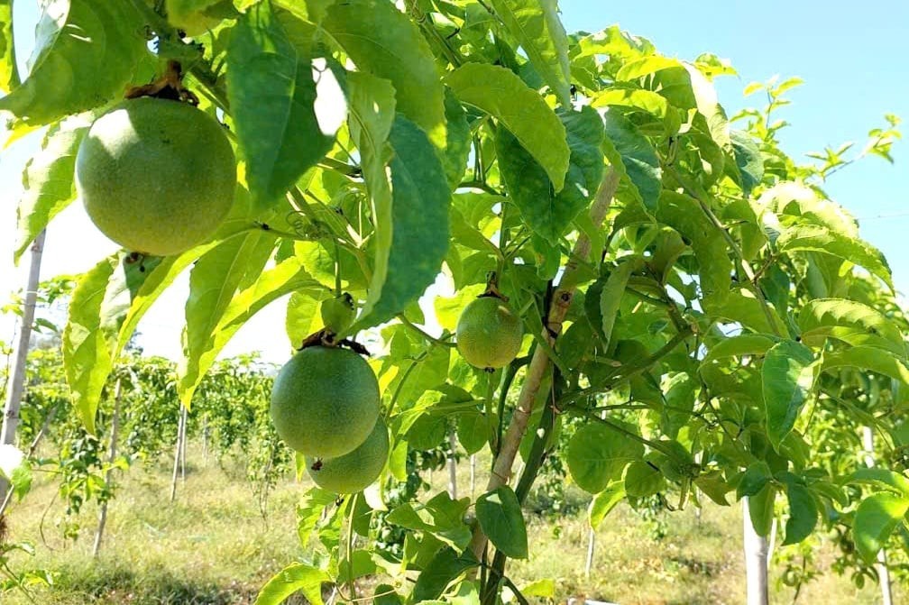Bộ Nông nghiệp và Môi trường hướng dẫn chuyển đổi mã số vùng trồng, cơ sở đóng gói