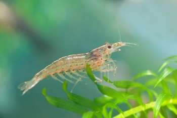 Rong biển nâng cao hiệu quả nuôi tôm