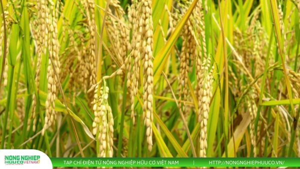 Thị trường nông sản 19/8/2025: Cà phê tiếp đà tăng, giá lúa gạo và hồ tiêu ít biến động