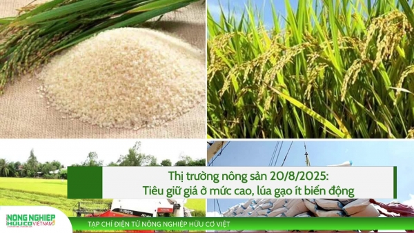 Thị trường nông sản 20/8/2025: Tiêu giữ giá ở mức cao, lúa gạo ít biến động