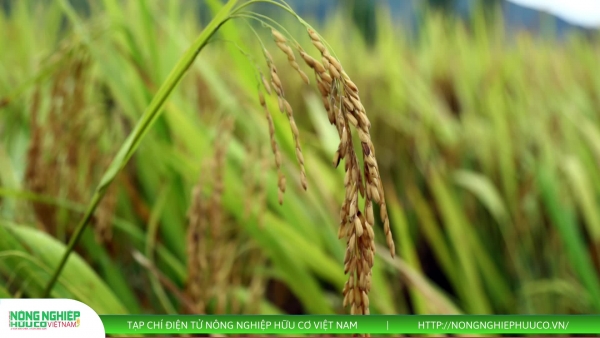 Thị trường nông sản 23/8/2025: Giá tiêu tăng 3.000 đồng/kg, lúa gạo đi ngang