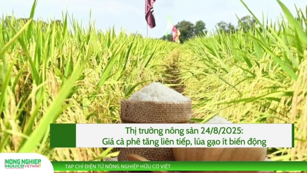 Thị trường nông sản 24/8/2025: Giá cà phê tăng liên tiếp, lúa gạo ít biến động