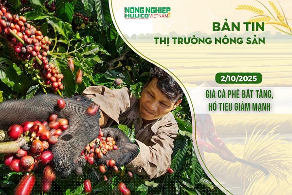 Thị trường nông sản 02/10/2025: Giá cà phê bật tăng, hồ tiêu giảm mạnh