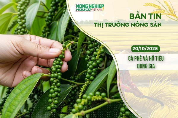 Thị trường nông sản 20/10/2025: Cà phê và hồ tiêu đứng giá