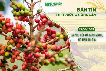 Thị trường nông sản 24/10/2025: Cà phê tiếp đà tăng mạnh, hồ tiêu giữ giá