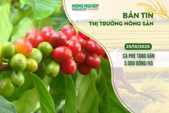 Thị trường nông sản 25/10/2025: Cà phê tăng gần 3.000 đồng/kg