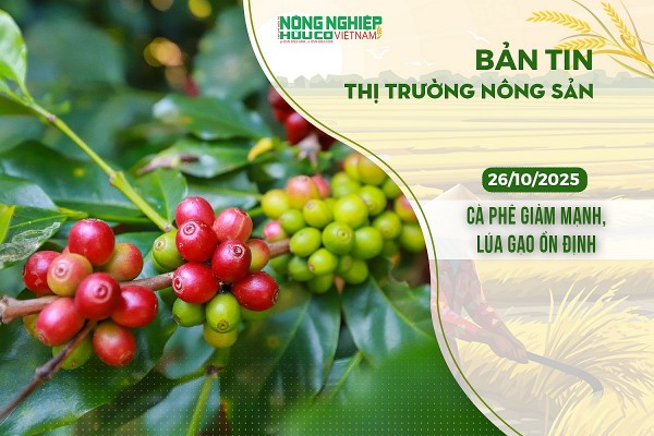 Thị trường nông sản 26/10/2025: Cà phê giảm mạnh, lúa gạo ổn định