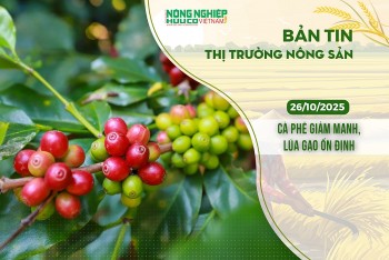 Thị trường nông sản 26/10/2025: Cà phê giảm mạnh, lúa gạo ổn định