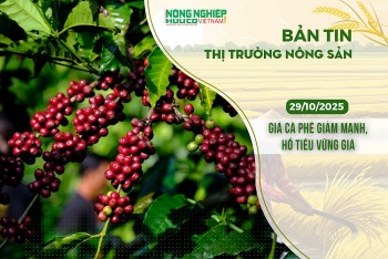 Thị trường nông sản 29/10/2025: Giá cà phê giảm mạnh, hồ tiêu vững giá