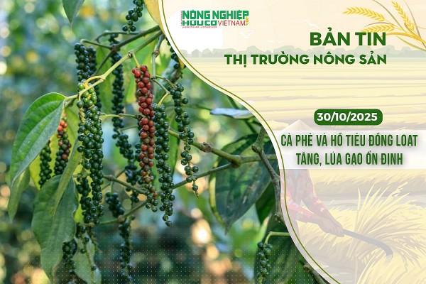 Thị trường nông sản 30/10/2025: Cà phê và hồ tiêu đồng loạt tăng, lúa gạo ổn định
