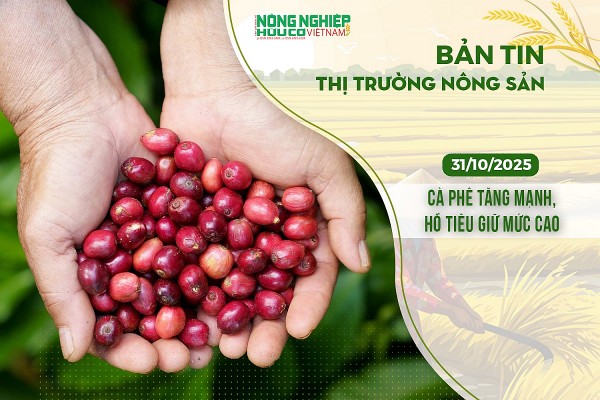 Thị trường nông sản 31/10/2025: Cà phê tăng mạnh, hồ tiêu giữ mức cao