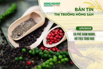 Thị trường nông sản 2/11/2025: Cà phê giảm mạnh, hồ tiêu tăng nhẹ
