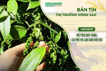 Thị trường nông sản 4/11/2025: Hồ tiêu bật tăng, cà phê và lúa gạo giữ giá