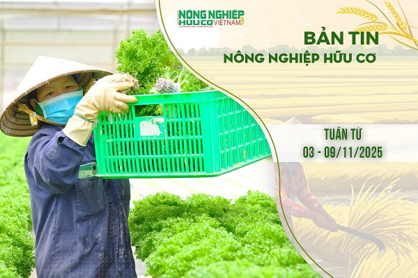 Bản tin Nông nghiệp Hữu cơ, tuần từ 03 - 09/11/2025
