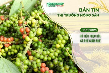 Thị trường nông sản 15/11/2025: Hồ tiêu phục hồi, cà phê giảm nhẹ