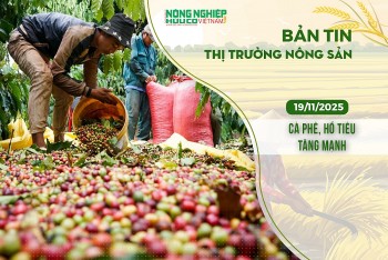 Thị trường nông sản 19/11/2025: Cà phê, hồ tiêu tăng mạnh