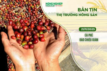 Thị trường nông sản 21/11/2025: Cà phê đảo chiều giảm