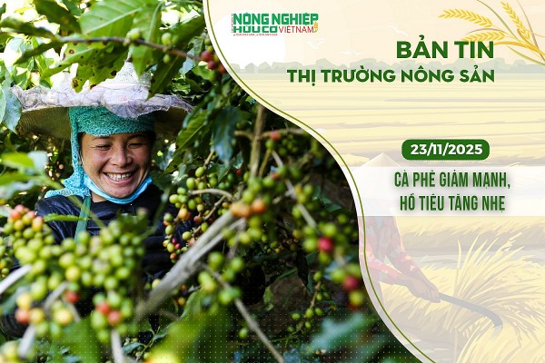 Thị trường nông sản 23/11/2025: Cà phê giảm mạnh, hồ tiêu tăng nhẹ