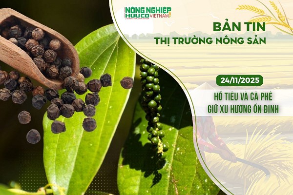 Thị trường nông sản 24/11/2025: Hồ tiêu và cà phê giữ xu hướng ổn định