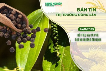 Thị trường nông sản 24/11/2025: Hồ tiêu và cà phê giữ xu hướng ổn định