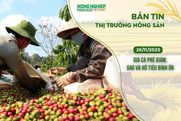 Thị trường nông sản 26/11/2025: Giá cà phê giảm, gạo và hồ tiêu bình ổn