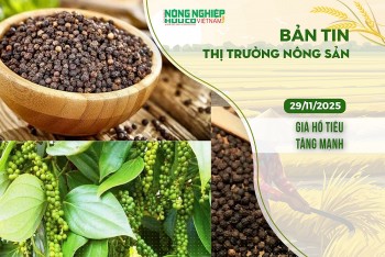 Thị trường nông sản 29/11/2025: Giá hồ tiêu tăng mạnh