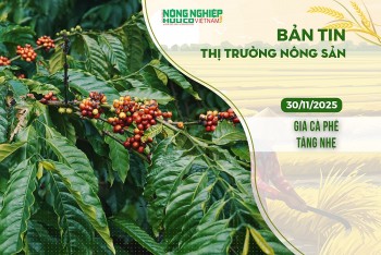 Thị trường nông sản 30/11/2025: Giá cà phê tăng nhẹ