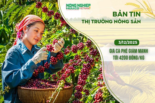Thị trường nông sản 03/12/2025: Giá cà phê giảm mạnh tới 4.200 đồng/kg