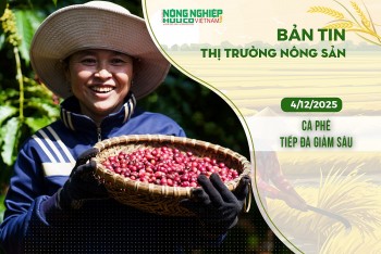 Thị trường nông sản 04/12/2025: Cà phê tiếp đà giảm sâu