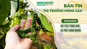 Thị trường nông sản 05/12/2025: Hồ tiêu tăng nhẹ, cà phê giảm mạnh