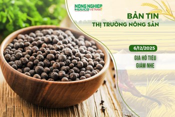 Thị trường nông sản 6/12/2025: Giá hồ tiêu giảm nhẹ