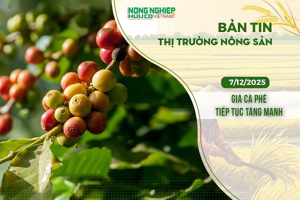 Thị trường nông sản 07/12/2025: Giá cà phê tiếp tục tăng mạnh